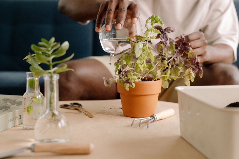 A person tending to a potted plant indoors with gardening tools and glass bottles nearby.